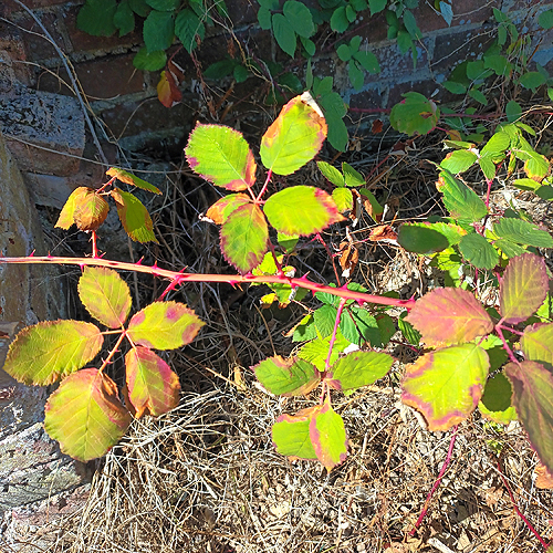 New Leaves with Alembic Books